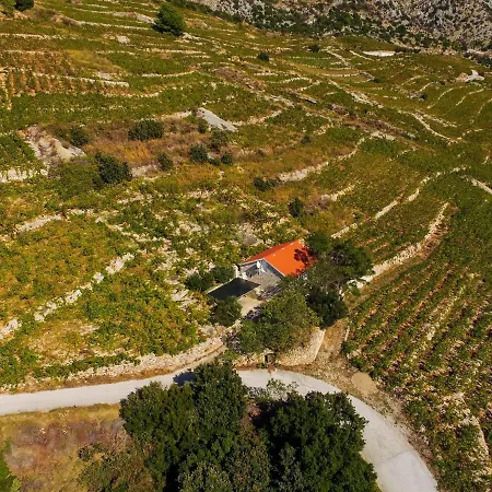 In Vineyard Paradise Dingac Peljesac Vikendica Potomje