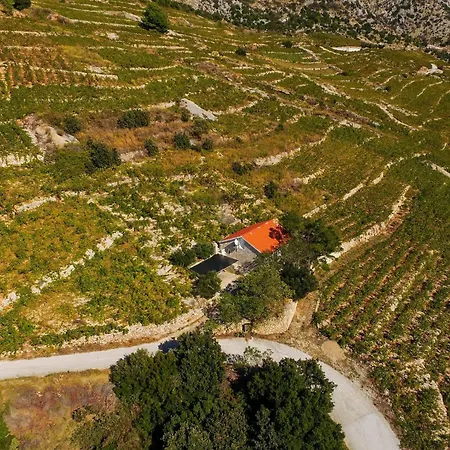 In Vineyard Paradise Dingac Peljesac Potomje