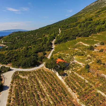 In Vineyard Paradise Dingac Peljesac