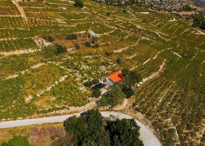 In Vineyard Paradise Dingac Peljesac Potomje