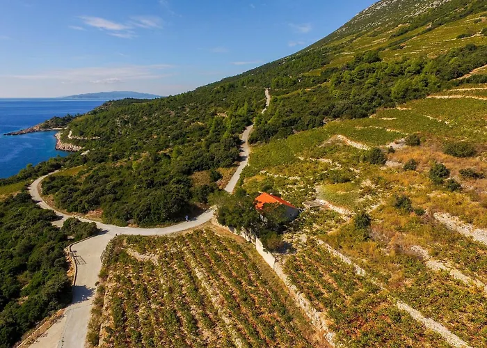 In Vineyard Paradise Dingac Peljesac